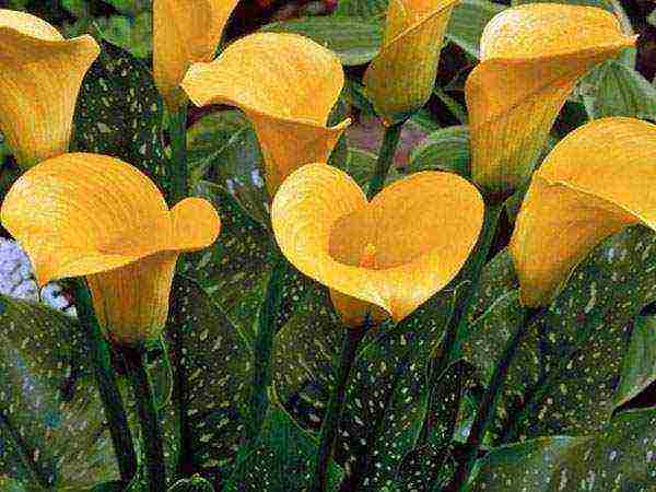 calla lilies planting and care in the open field in the Urals