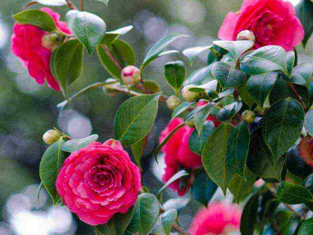 camellia planting and care in the open field in the suburbs