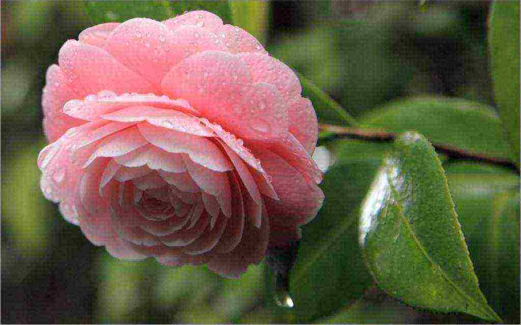 camellia planting and care in the open field in the suburbs