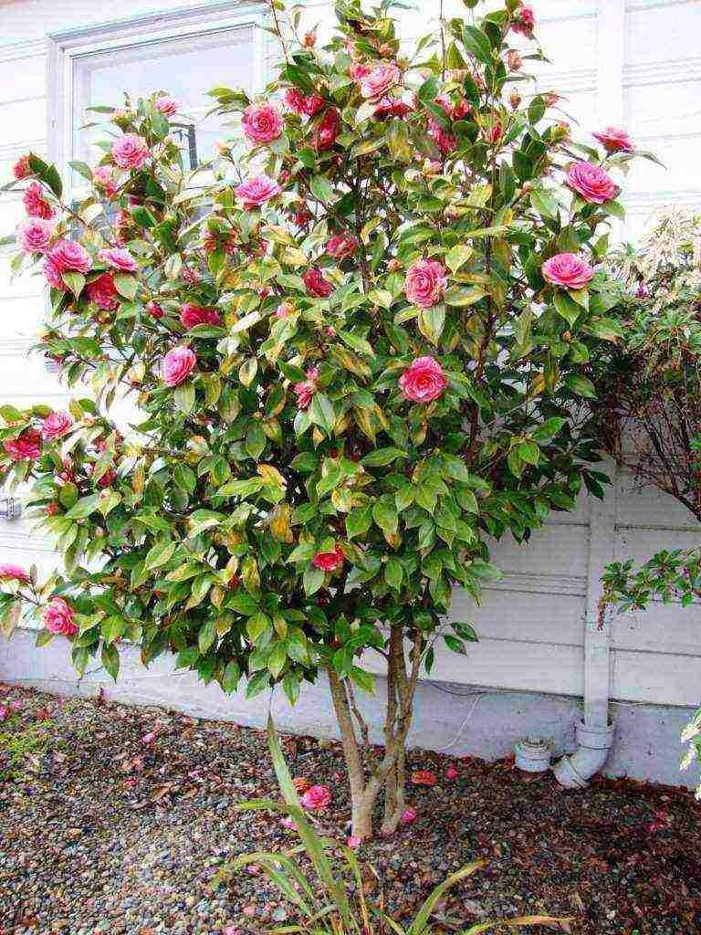 camellia planting and care in the open field in the suburbs