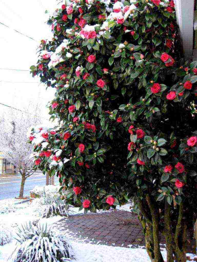 pagtatanim at pag-aalaga ng camellia sa bukas na bukid sa mga suburb