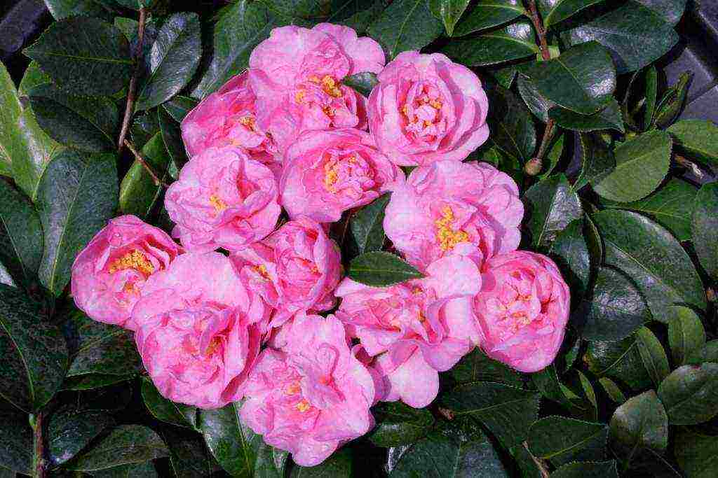 camellia planting and care in the open field in the suburbs