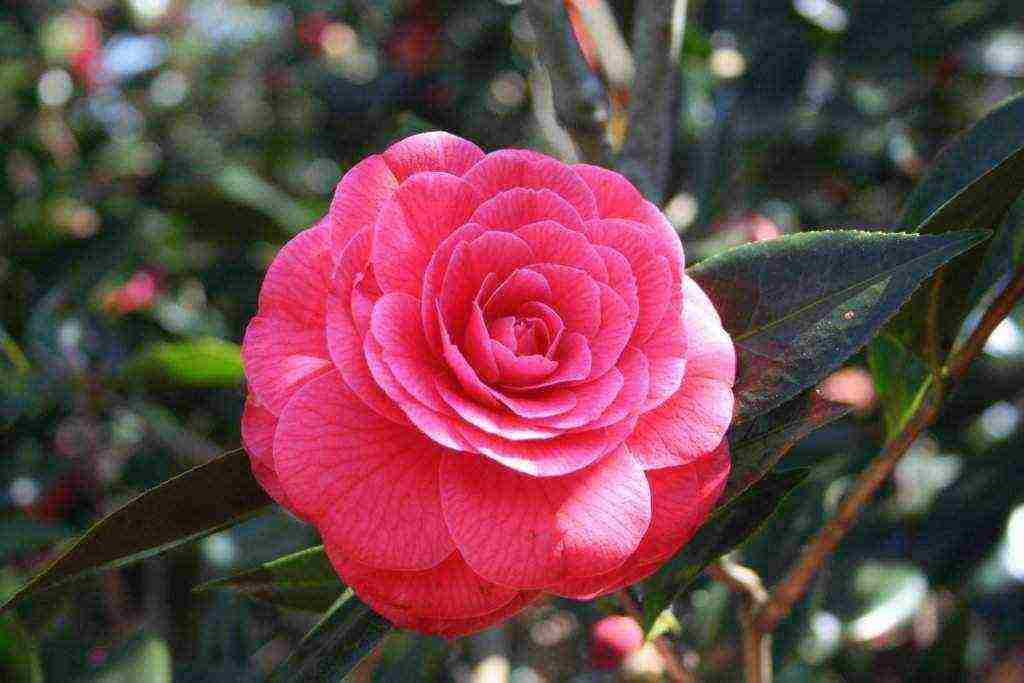 camellia planting and care in the open field in the suburbs