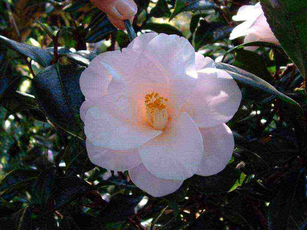 camellia planting and care in the open field in the suburbs