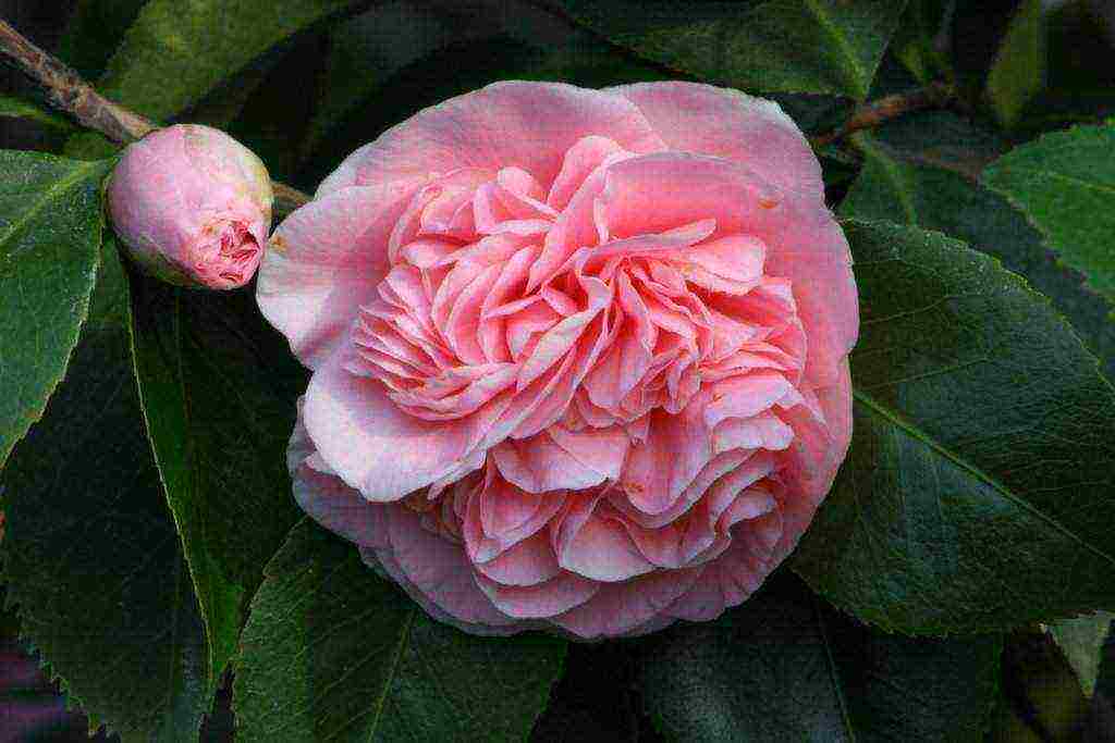 camellia planting and care in the open field in the suburbs