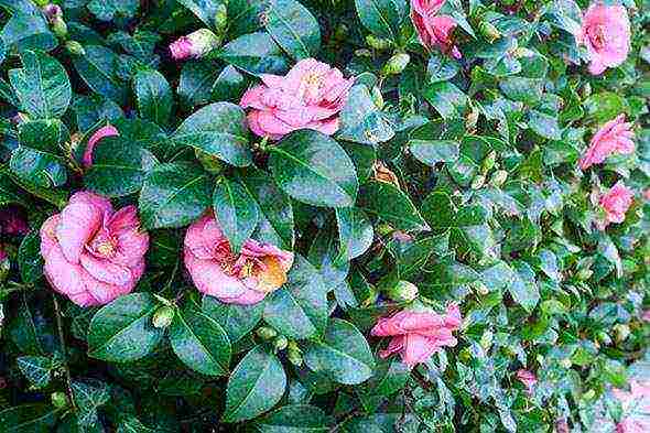 camellia planting and care in the open field in the suburbs