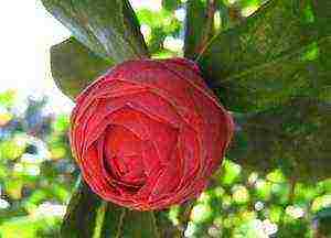 camellia planting and care in the open field in the suburbs