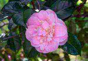 camellia planting and care in the open field in the suburbs