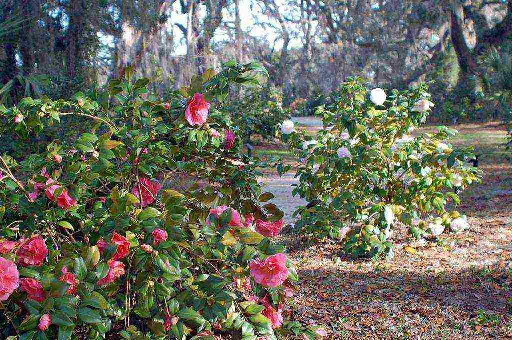 camellia planting and care in the open field in the suburbs