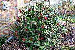 camellia planting and care in the open field in the suburbs