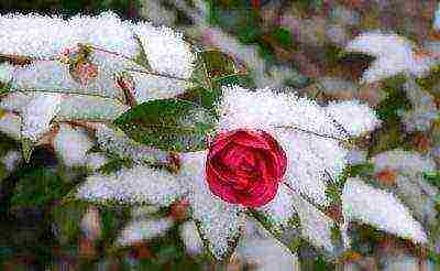 camellia planting and care in the open field in the suburbs