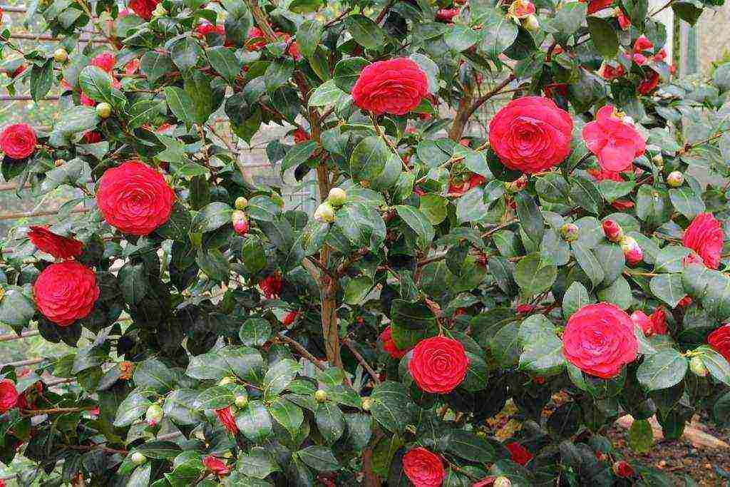 pagtatanim at pag-aalaga ng camellia sa bukas na bukid sa mga suburb