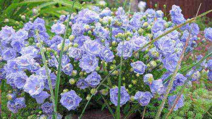 Campanula terry mini is it possible to grow in the garden