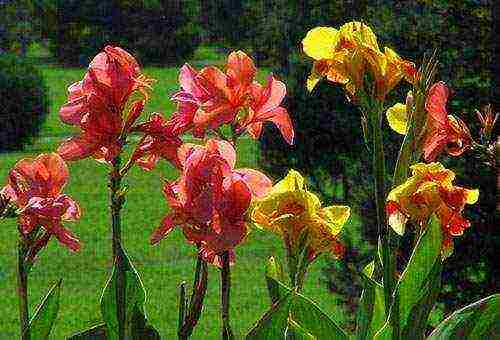 canna planting and care in the open field for the winter