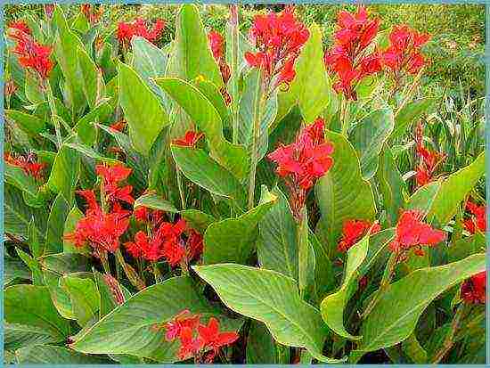 canna planting and care in the open field for the winter