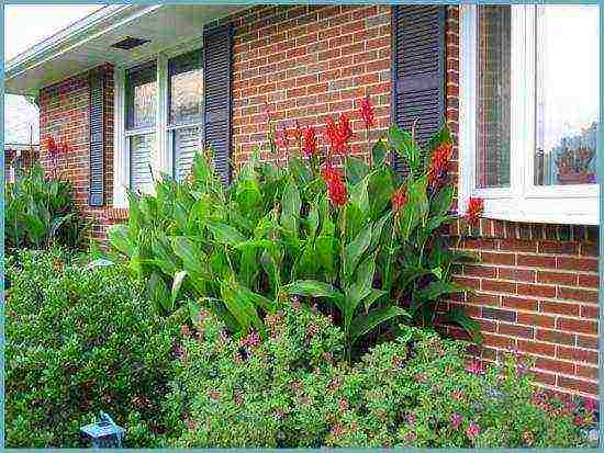 canna planting and care in the open field for the winter