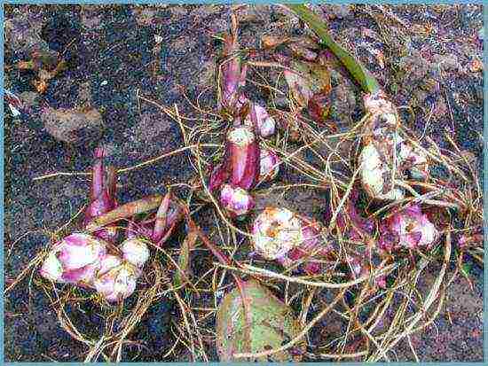 canna planting and care in the open field for the winter