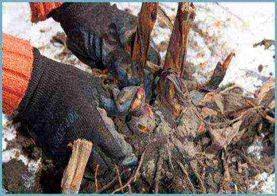 canna planting and care in the open field for the winter