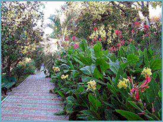 canna planting and care in the open field for the winter