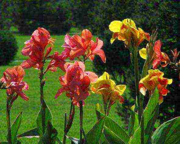 canna planting and care in the open field for the winter