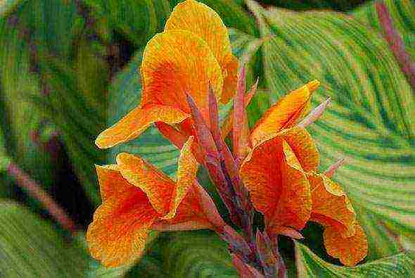 canna planting and care in the open field in the suburbs