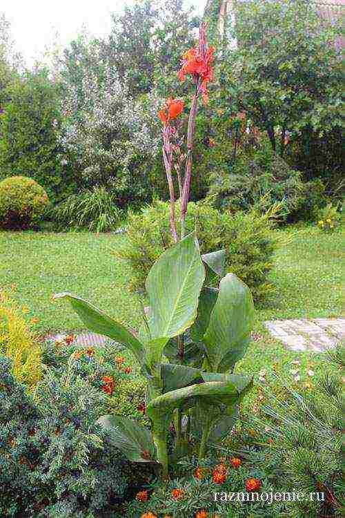 canna planting and care in the open field in the suburbs