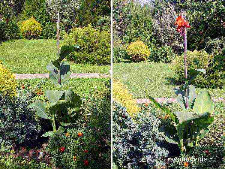canna planting and care in the open field in the suburbs