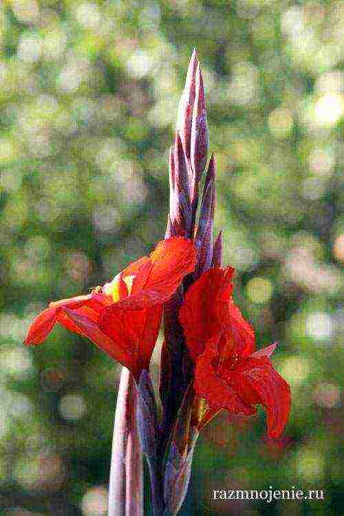 canna planting and care in the open field in the suburbs