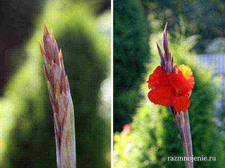 canna planting and care in the open field in the suburbs