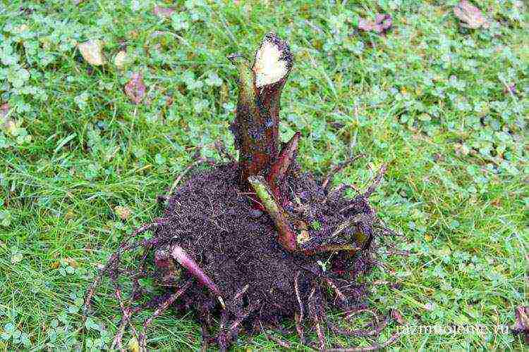 canna planting and care in the open field in the suburbs