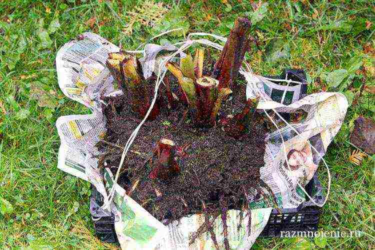 canna planting and care in the open field in the suburbs