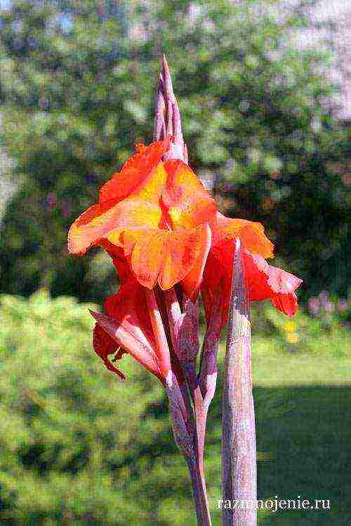 canna planting and care in the open field in the suburbs