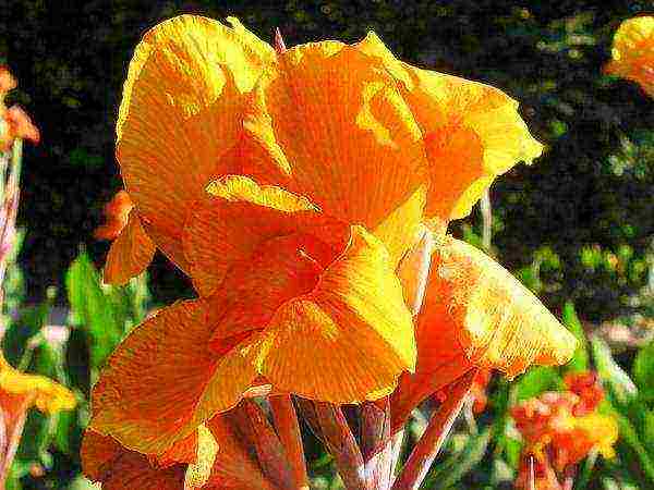 canna planting and care in the open field in the suburbs