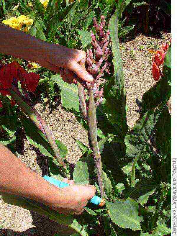 canna planting and care in the open field in the suburbs