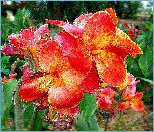 canna planting and care in the open field in the suburbs