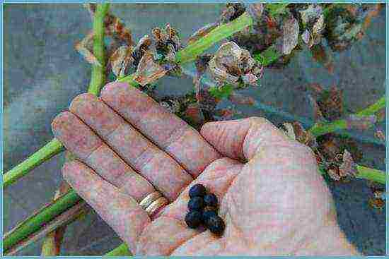 canna planting and care in the open field in the suburbs