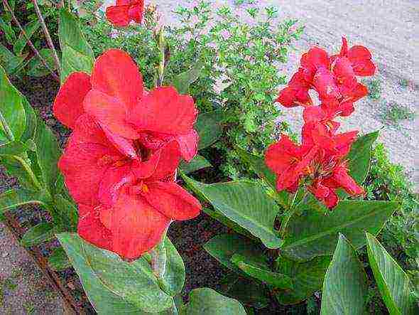 pagtatanim ng canna at pangangalaga sa bukas na bukid sa mga suburb