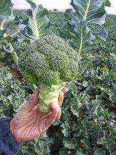 broccoli cabbage best varieties