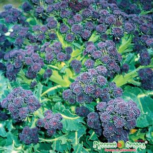 broccoli cabbage best varieties