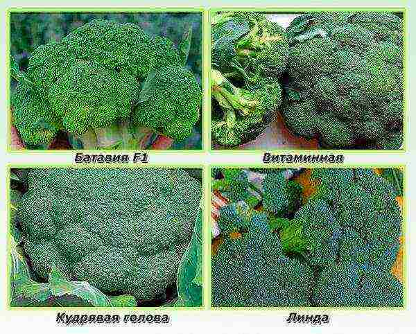 broccoli cabbage best varieties