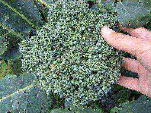 broccoli cabbage best varieties