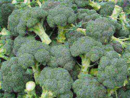 broccoli repolyo pinakamahusay na mga pagkakaiba-iba