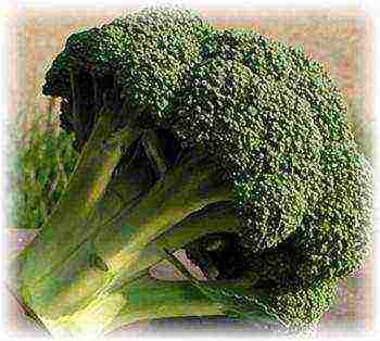 broccoli cabbage best varieties