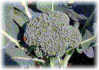 broccoli cabbage best varieties