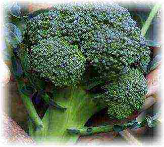 broccoli cabbage best varieties