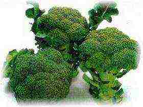 broccoli cabbage best varieties