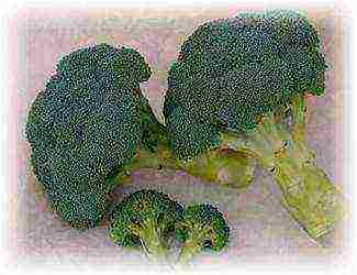 broccoli cabbage best varieties
