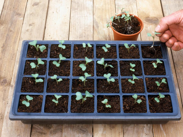 broccoli cabbage planting and care outdoors in July