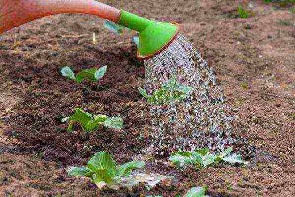 broccoli cabbage planting and care outdoors in July