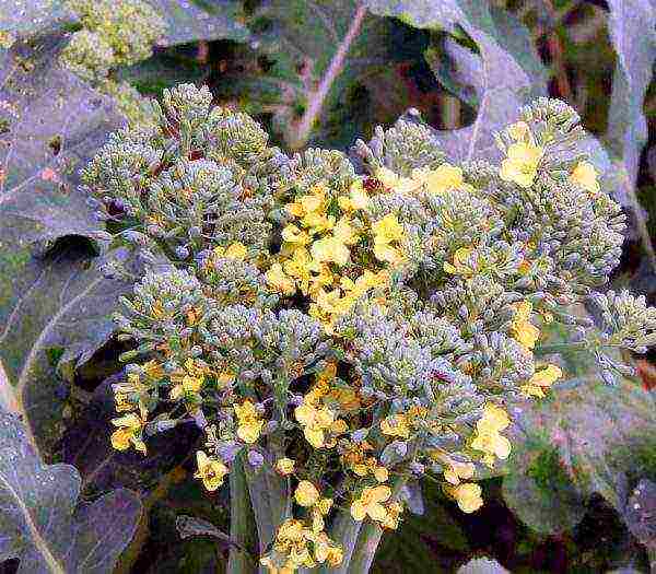 broccoli cabbage planting and care outdoors in July